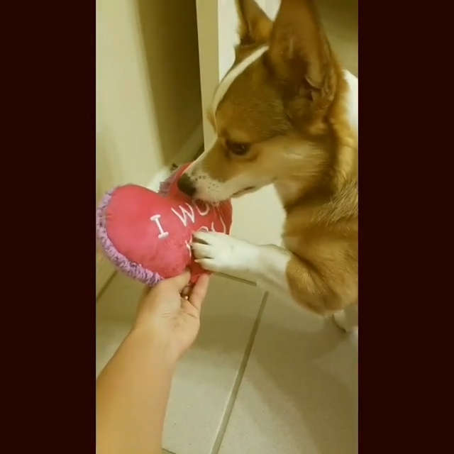 動物,犬,猫,しつけ,飼い方,育て方,病気,健康