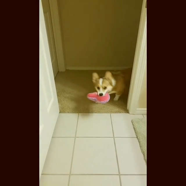 動物,犬,猫,しつけ,飼い方,育て方,病気,健康