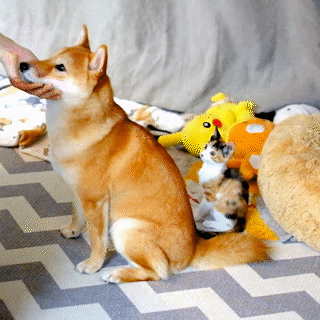 動物,犬,猫,しつけ,飼い方,育て方,病気,健康