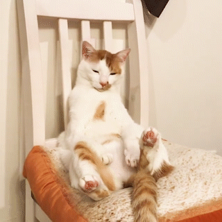 動物,犬,猫,しつけ,飼い方,育て方,病気,健康