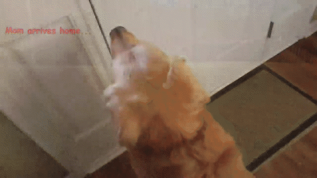 動物,犬,猫,しつけ,飼い方,育て方,病気,健康