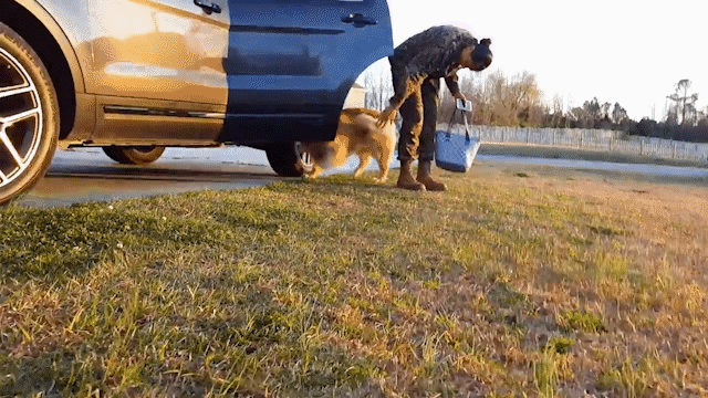 動物,犬,猫,しつけ,飼い方,育て方,病気,健康