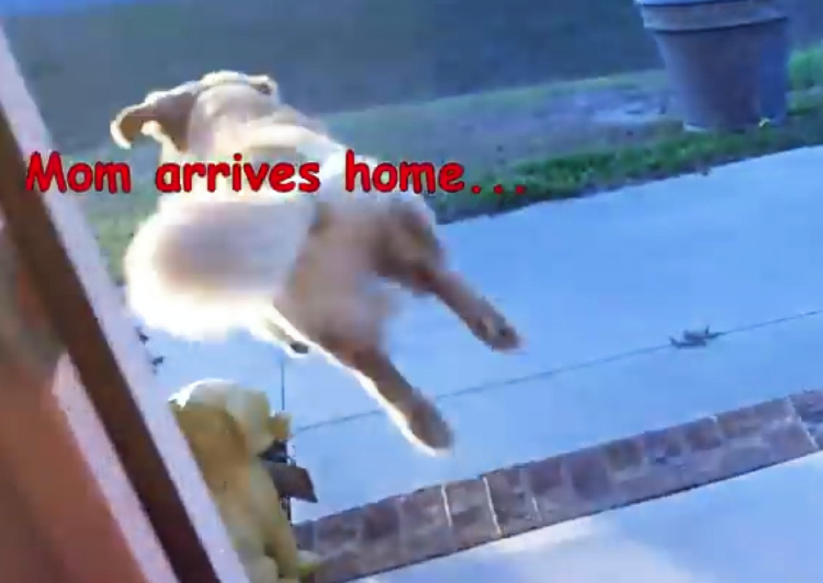 動物,犬,猫,しつけ,飼い方,育て方,病気,健康
