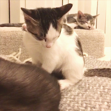 動物,犬,猫,しつけ,飼い方,育て方,病気,健康