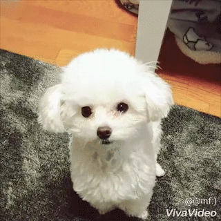 動物,犬,猫,しつけ,飼い方,育て方,病気,健康