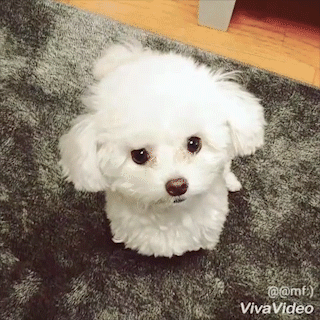 動物,犬,猫,しつけ,飼い方,育て方,病気,健康