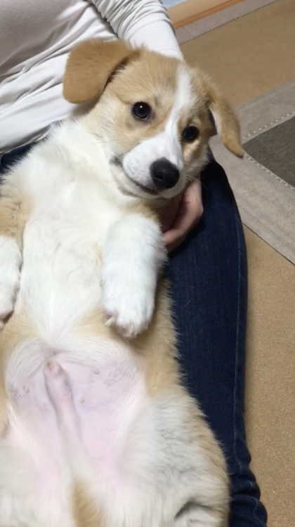 動物,犬,猫,しつけ,飼い方,育て方,病気,健康