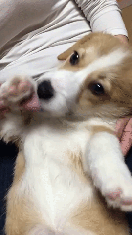 動物,犬,猫,しつけ,飼い方,育て方,病気,健康