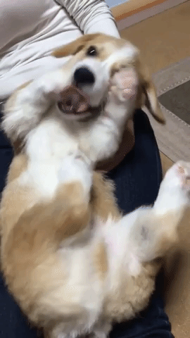 動物,犬,猫,しつけ,飼い方,育て方,病気,健康