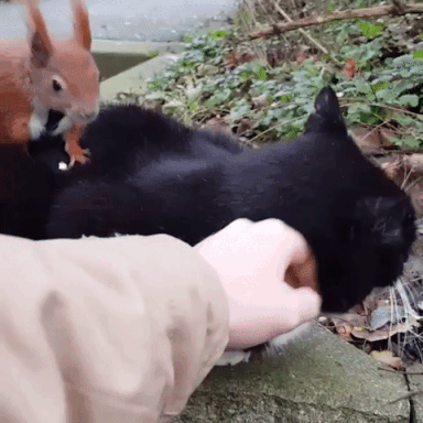 動物,犬,猫,しつけ,飼い方,育て方,病気,健康