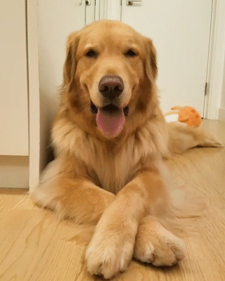 動物,犬,猫,しつけ,飼い方,育て方,病気,健康