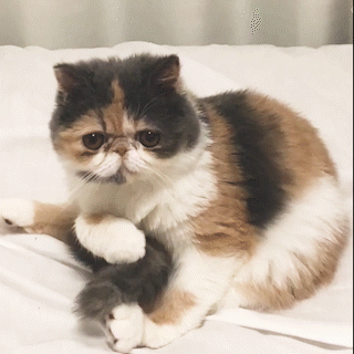 動物,犬,猫,しつけ,飼い方,育て方,病気,健康
