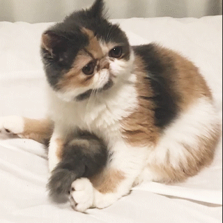 動物,犬,猫,しつけ,飼い方,育て方,病気,健康
