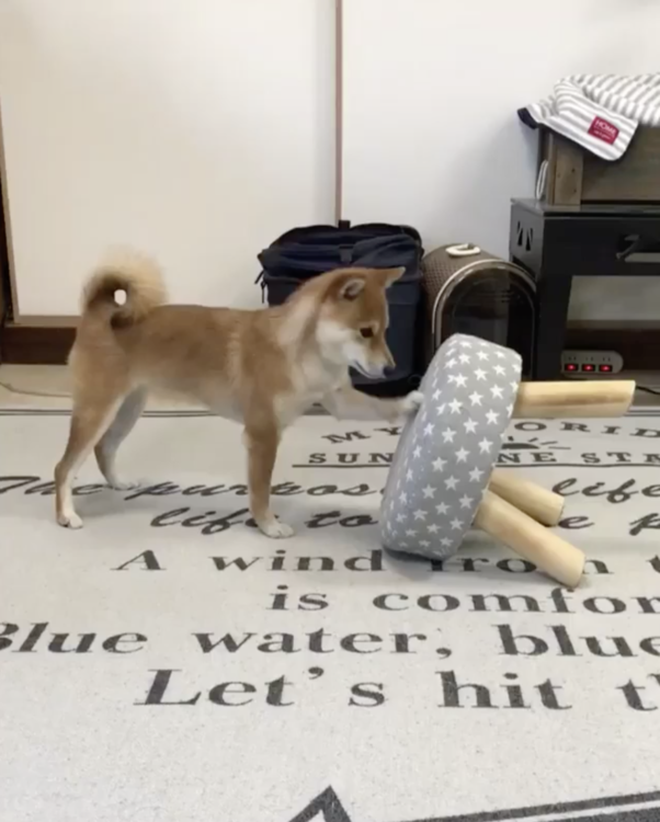 動物,犬,猫,しつけ,飼い方,育て方,病気,健康