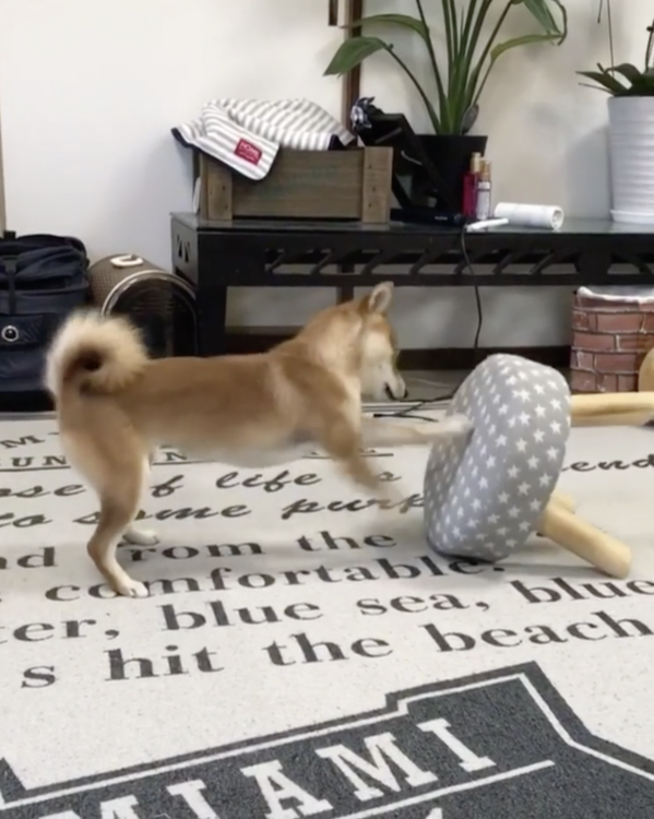 動物,犬,猫,しつけ,飼い方,育て方,病気,健康