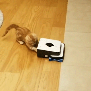 動物,犬,猫,しつけ,飼い方,育て方,病気,健康