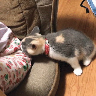 動物,犬,猫,しつけ,飼い方,育て方,病気,健康