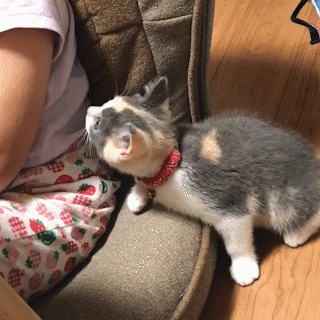 動物,犬,猫,しつけ,飼い方,育て方,病気,健康