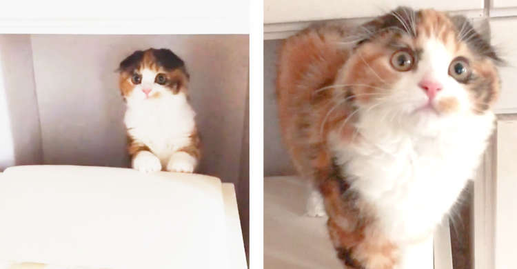 【家具の隙間から、は〜い♪】飼い主さんに名前を呼ばれると、ひょっこり出てくる子猫に…きゅん♡