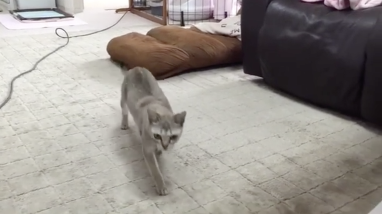 動物,犬,猫,しつけ,飼い方,育て方,病気,健康