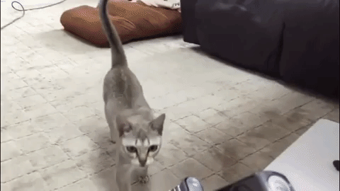 動物,犬,猫,しつけ,飼い方,育て方,病気,健康