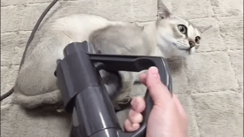 動物,犬,猫,しつけ,飼い方,育て方,病気,健康