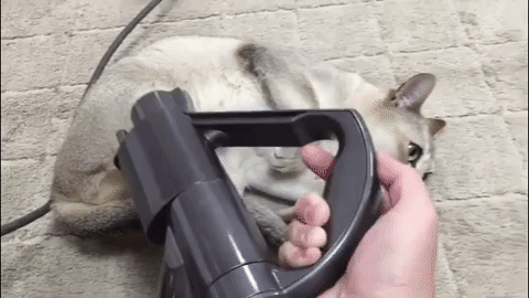 動物,犬,猫,しつけ,飼い方,育て方,病気,健康