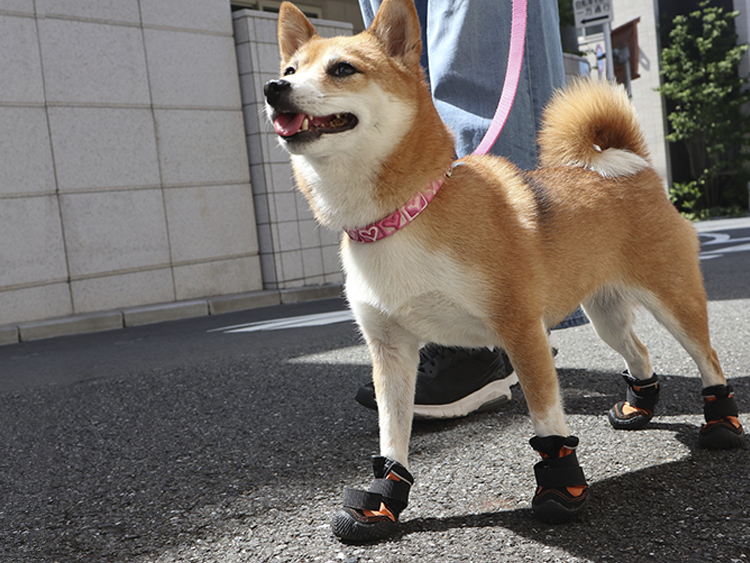 動物,犬,猫,しつけ,飼い方,育て方,病気,健康