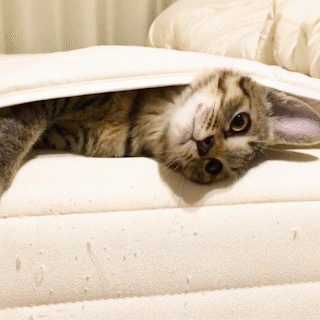 動物,犬,猫,しつけ,飼い方,育て方,病気,健康