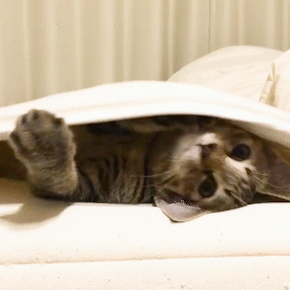 動物,犬,猫,しつけ,飼い方,育て方,病気,健康