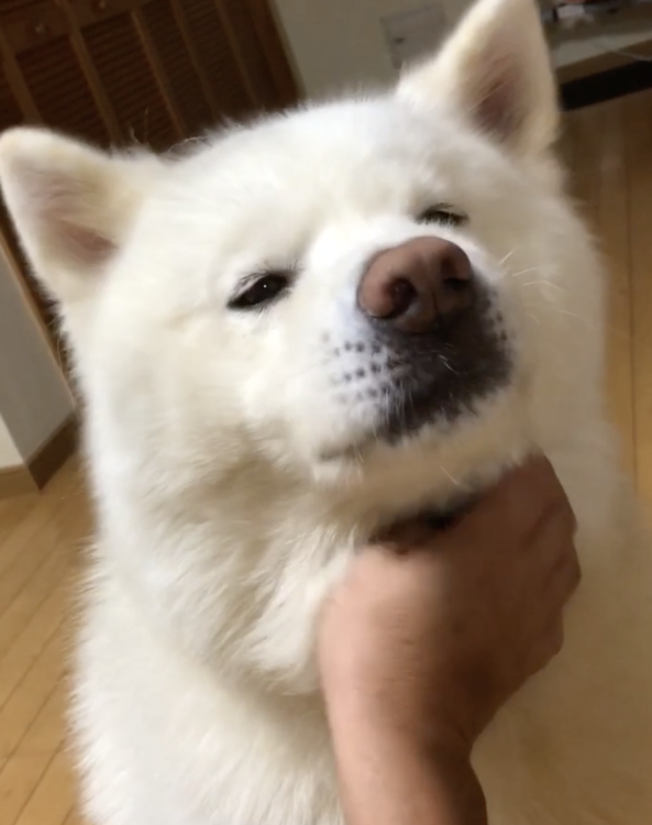 動物,犬,猫,しつけ,飼い方,育て方,病気,健康
