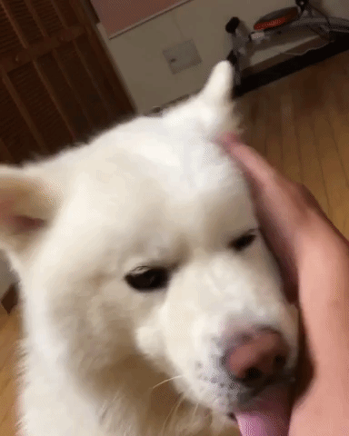 動物,犬,猫,しつけ,飼い方,育て方,病気,健康