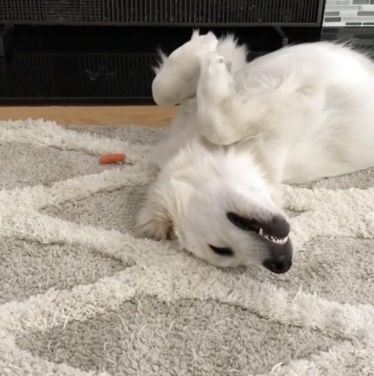 動物,犬,猫,しつけ,飼い方,育て方,病気,健康