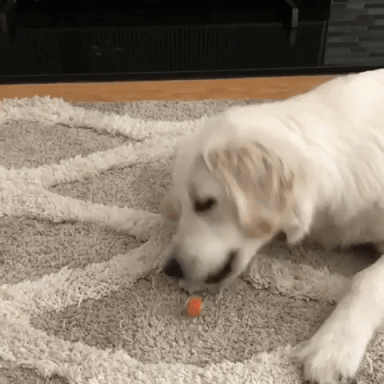 動物,犬,猫,しつけ,飼い方,育て方,病気,健康