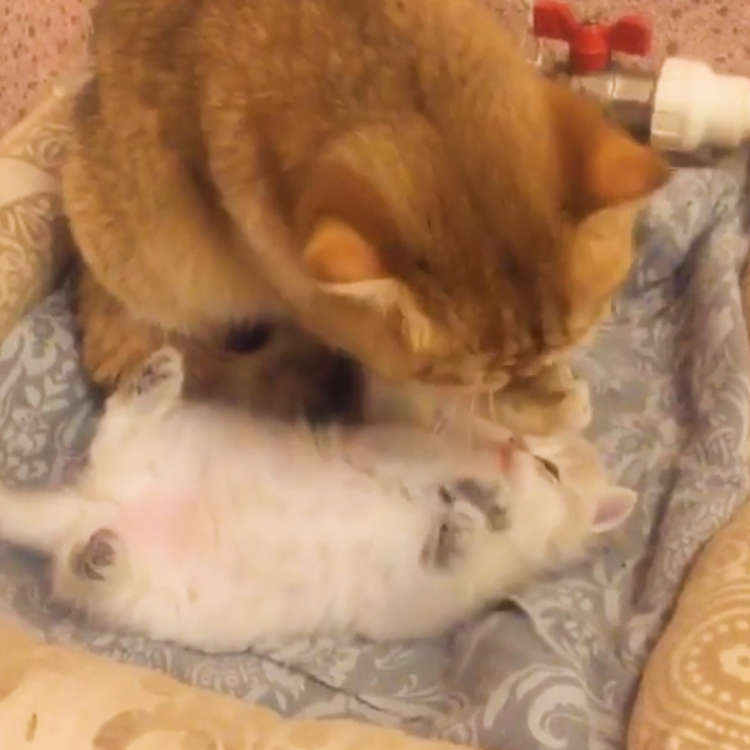 動物,犬,猫,しつけ,飼い方,育て方,病気,健康