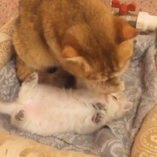 動物,犬,猫,しつけ,飼い方,育て方,病気,健康
