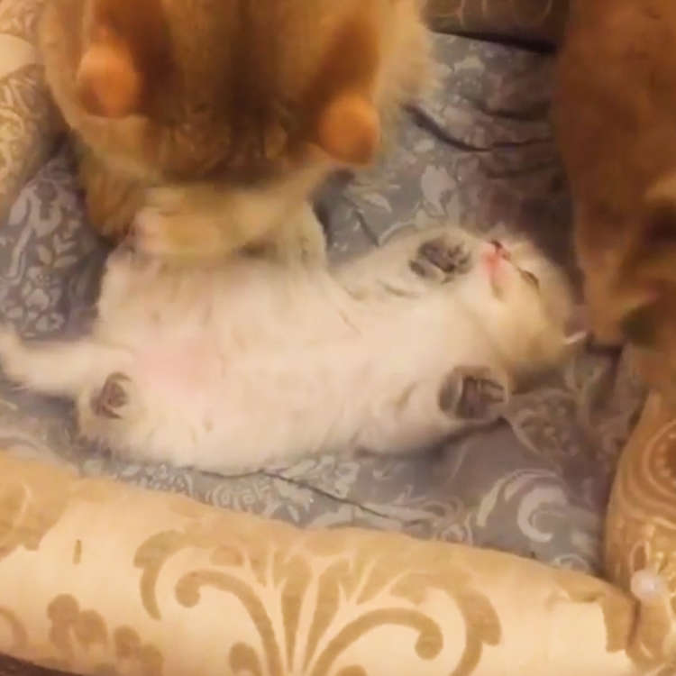 動物,犬,猫,しつけ,飼い方,育て方,病気,健康