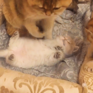 動物,犬,猫,しつけ,飼い方,育て方,病気,健康
