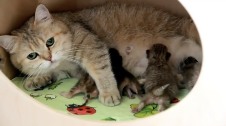 動物,犬,猫,しつけ,飼い方,育て方,病気,健康