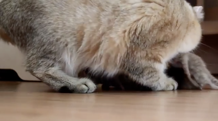 動物,犬,猫,しつけ,飼い方,育て方,病気,健康