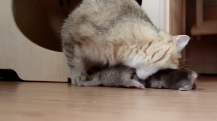 動物,犬,猫,しつけ,飼い方,育て方,病気,健康