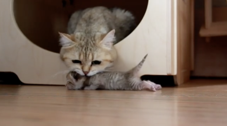 動物,犬,猫,しつけ,飼い方,育て方,病気,健康