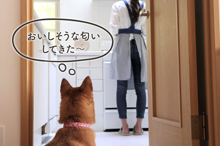 動物,犬,猫,しつけ,飼い方,育て方,病気,健康