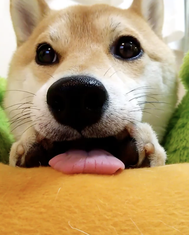動物,犬,猫,しつけ,飼い方,育て方,病気,健康