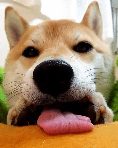 動物,犬,猫,しつけ,飼い方,育て方,病気,健康