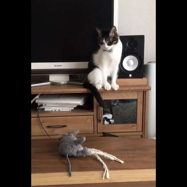 動物,犬,猫,しつけ,飼い方,育て方,病気,健康
