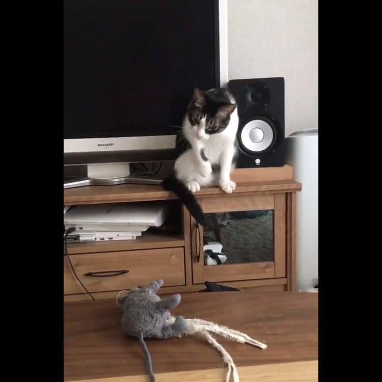 動物,犬,猫,しつけ,飼い方,育て方,病気,健康