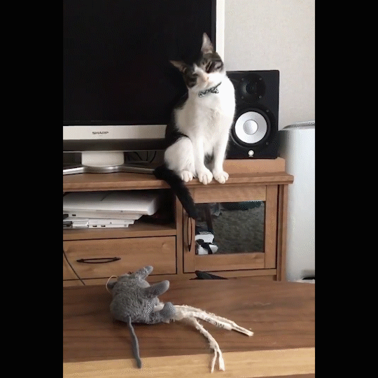 動物,犬,猫,しつけ,飼い方,育て方,病気,健康