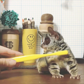 動物,犬,猫,しつけ,飼い方,育て方,病気,健康