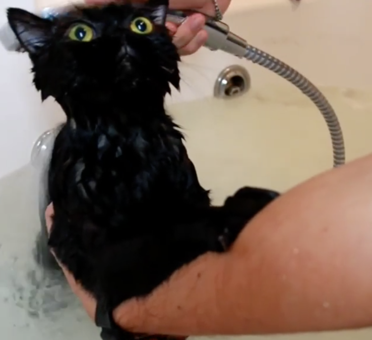 動物,犬,猫,しつけ,飼い方,育て方,病気,健康